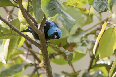 Scarlet-thighed Dacnis - Rooddijpitpit - Dacnis  cuisses rouges