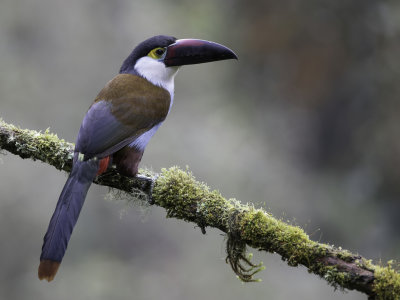 Black-billed Mountain Toucan - Witwangbergtoekan - Toucan  bec noir