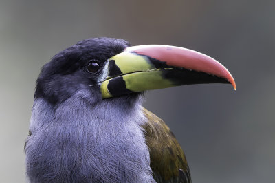 Grey-breasted Mountain Toucan - Zwartmaskerbergtoekan - Toucan bleu