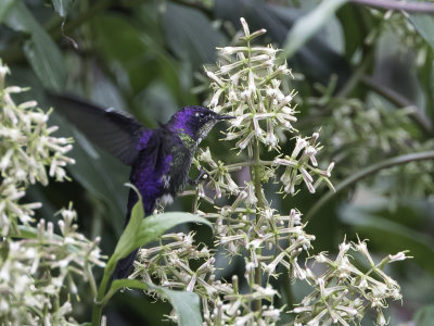 Purple-backed Thornbill - Purperrugdoornsnavel - Colibri  petit bec (m)