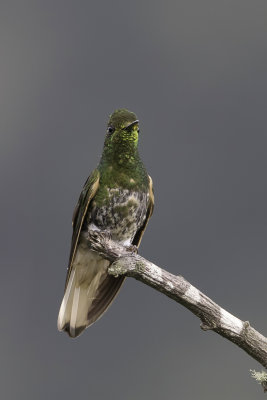 Buff-tailed Coronet - Bruinstaarthoornkolibrie - Colibri flavescent