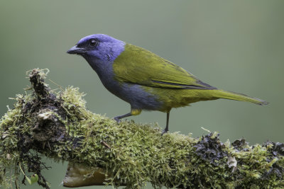 Blue-capped Tanager - Blauwkaptangare - Tangara  tte bleue