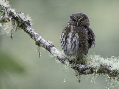 Andean Pygmy Owl - Andesdwerguil - Chevchette des Andes