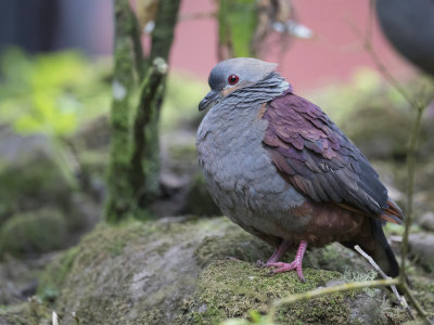 Crested Quail-Dove - Kuifkwartelduif - Colombe versicolore