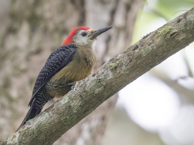 Jamaican Woodpecker - Jamaicaspecht - Pic de la Jamaque (m)