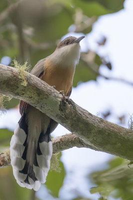 Jamaican Lizard Cuckoo - Jamaicaanse Hagediskoekoek - Tacco de la Jamaque