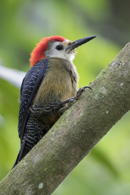 Jamaican Woodpecker - Jamaicaspecht - Pic de la Jamaque (m)