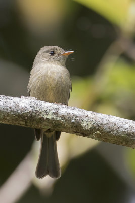 Jamaican Pewee - Jamaicapiewie - Moucherolle de la Jamaïque