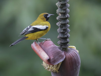 Jamaican Oriole - Witvleugeltroepiaal - Oriole de la Jamaïque