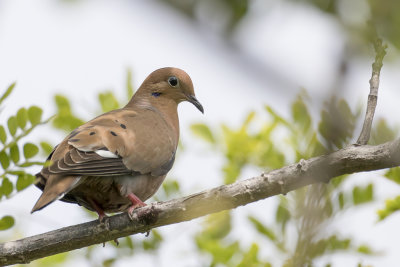 Zenaida Dove - Antilliaanse Treurduif - Tourterelle  queue carre