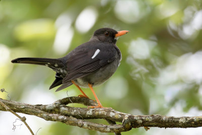 White-chinned Thrush - Witkinlijster - Merle  miroir