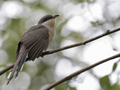 Mangrove Cuckoo - Mangrovekoekoek - Coulicou manioc