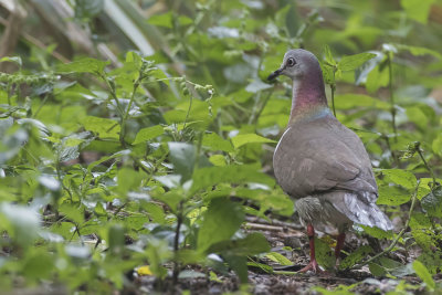 Caribbean Dove - Witbuikduif - Colombe de la Jamaque