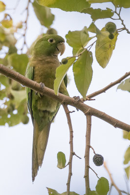 Olive-throated Parakeet - Olijfkeelaratinga - Conure naine