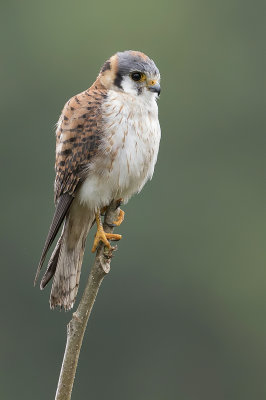 American Kestrel - Amerikaanse Torenvalk - Crécerelle d'Amérique (f)