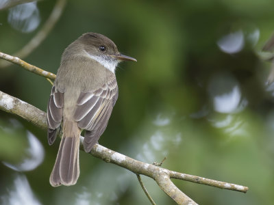 Sad Flycatcher - Jamaicatiran - Tyran triste