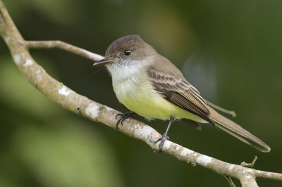 Sad Flycatcher - Jamaicatiran - Tyran triste