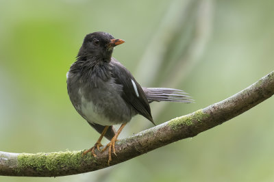 White-chinned Thrush - Witkinlijster - Merle  miroir