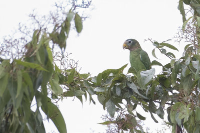 Yellow-billed Amazon - Geelsnavelamazone - Amazone sasabé