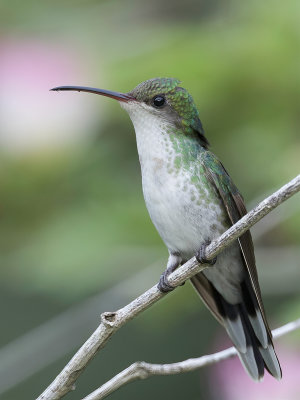 Red-billed Streamertail - Wimpelstaartkolibrie - Colibri  tte noire (f)