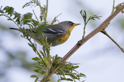 Northern Parula - Brilparulazanger - Paruline à collier