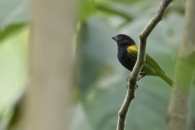 Yellow-shouldered Grassquit - Jamaicagrondvink - Sporophile mantel (m)