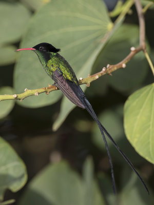 Red-billed Streamertail - Wimpelstaartkolibrie - Colibri à tête noire (m)
