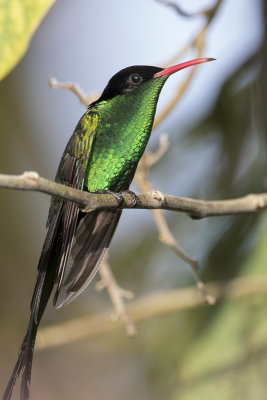Red-billed Streamertail - Wimpelstaartkolibrie - Colibri à tête noire (m)