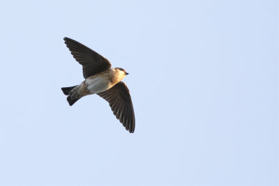 Cave Swallow - Holenzwaluw - Hirondelle  front brun