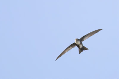 Antillean Palm Swift - Cubaanse Palmgierzwaluw - Martinet petit-rollé