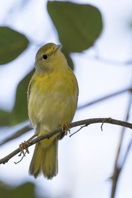 Mangrove Warbler - Mangrovezanger - Paruline jaune