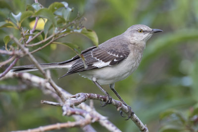 Northern Mockingbird - Spotlijster - Moqueur polyglotte