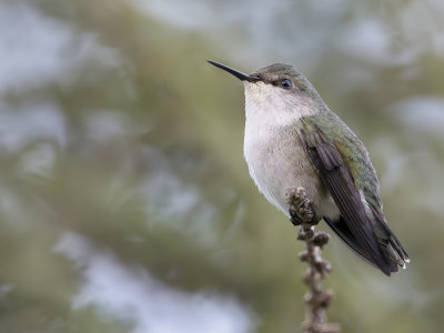 Vervain Hummingbird - Dwergkolibrie - Colibri nain