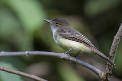 Sad Flycatcher - Jamaicatiran - Tyran triste