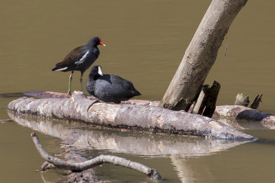 American Coot - Amerikaanse Meerkoet - Foulque d'Amérique and Common Gallinule - Amerikaans Waterhoen - Gallinule d'Amérique