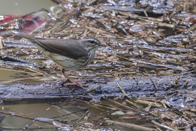 Louisiana Waterthrush - Louisianawaterlijster - Paruline hochequeue