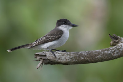 Loggerhead Kingbird - Bahamakoningstiran - Tyran tte-police