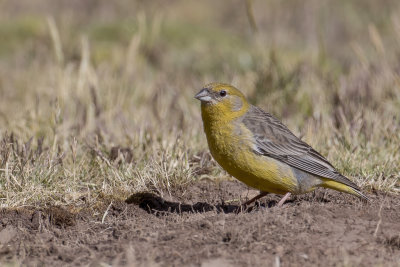 Bright-rumped Yellow Finch - Grijsrugsaffraangors - Sicale  croupion jaune (f)