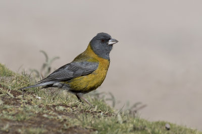 Peruvian Sierra Finch - Punasierragors - Phrygile du Prou
