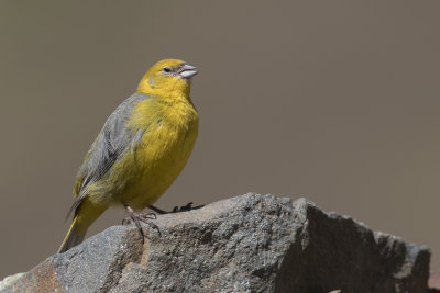 Bright-rumped Yellow Finch - Grijsrugsaffraangors - Sicale  croupion jaune (m)