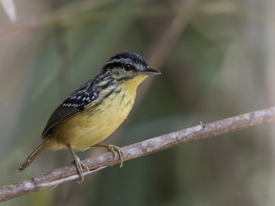 Yellow-breasted Warbling Antbird - Geelborstorpheusmierkruiper - Alapi soufr