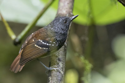 Southern Chestnut-tailed Antbird - Zuidelijke Kastanjestaartmiervogel - Alapi rougequeue (m)