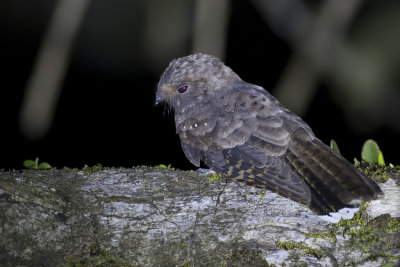 Ocellated Poorwill - Gevlekte Poorwill - Engoulevent ocell