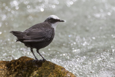 White-capped Dipper - Witkopwaterspreeuw - Cincle  tte blanche