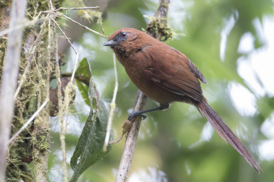 Rufous Spinetail - Roeststekelstaart - Synallaxe roux