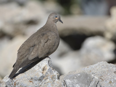 Black-winged Ground Dove - Grote Punaduif - Colombe  ailes noires