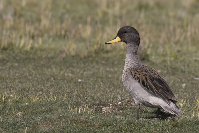 Yellow-billed Teal - Chileense Taling - Sarcelle tachete