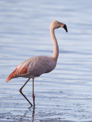 Chilean Flamingo - Chileense Flamingo - Flamant du Chili