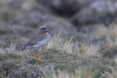 Diademed Sandpiper-Plover - Diadeemplevier - Pluvier des Andes