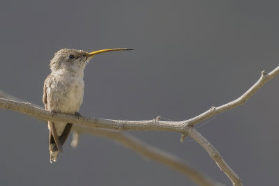 Oasis Hummingbird - Atacamakolibrie - Rhodopis vesper (f)